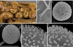 Attēlu rezultāti vaicājumam “Dianema depressum macro”