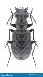 Attēlu rezultāti vaicājumam “Elaphrus cupreus”