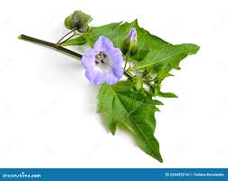 Attēlu rezultāti vaicājumam “Nicandra physalodes fruit”