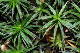 Attēlu rezultāti vaicājumam “Polytrichum formosum”