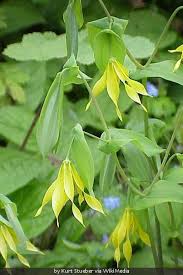 Attēlu rezultāti vaicājumam “Uvularia grandiflora”