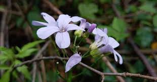 Attēlu rezultāti vaicājumam “Cardamine bulbifera leaf”