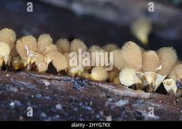 Attēlu rezultāti vaicājumam “Hemitrichia clavata”