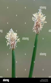 Attēlu rezultāti vaicājumam “Eleocharis palustris flower”
