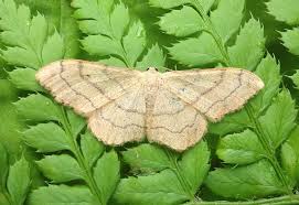 Attēlu rezultāti vaicājumam “Idaea aversata”