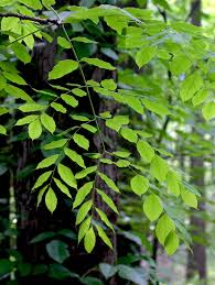 Attēlu rezultāti vaicājumam “Gymnocladus dioicus leaf”