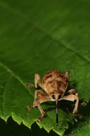 Attēlu rezultāti vaicājumam “Curculio venosus”