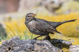 Attēlu rezultāti vaicājumam “Turdus merula female”
