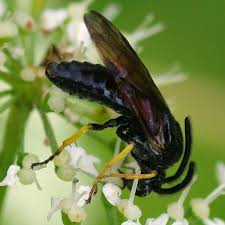 Attēlu rezultāti vaicājumam “Arge ustulata”