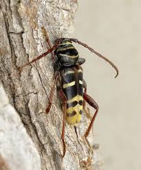 Attēlu rezultāti vaicājumam “Plagionotus detritus imago”