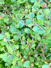 Attēlu rezultāti vaicājumam “Betula nana”