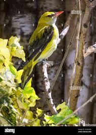 Attēlu rezultāti vaicājumam “Oriolus oriolus female”