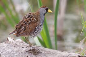 Image result for Porzana carolina