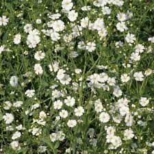 Image result for Gypsophila elegans