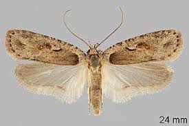 Attēlu rezultāti vaicājumam “Agonopterix ocellana”