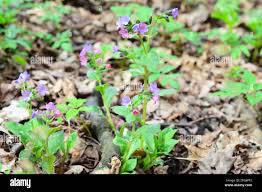Attēlu rezultāti vaicājumam “Pulmonaria obscura leaf”