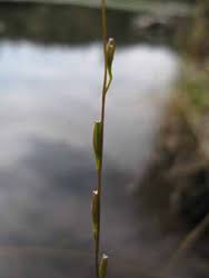 Attēlu rezultāti vaicājumam “Triglochin palustre fruit”