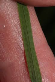 Attēlu rezultāti vaicājumam “Poa trivialis leaf”