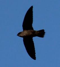 Image result for Chaetura pelagica