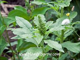 Attēlu rezultāti vaicājumam “Amaranthus retroflexus leaf”