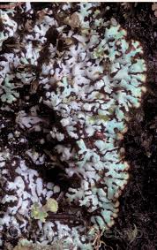 Attēlu rezultāti vaicājumam “Menegazzia terebrata”