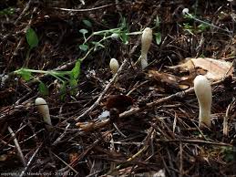 Attēlu rezultāti vaicājumam “Podostroma leucopus”