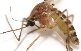 Attēlu rezultāti vaicājumam “Culex pipiens female”