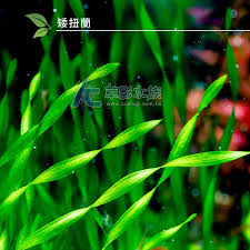 「扭蘭」的圖片搜尋結果