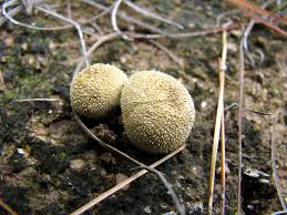 Attēlu rezultāti vaicājumam “Lycoperdon echinatum”