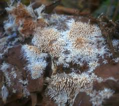 Attēlu rezultāti vaicājumam “Hydnocristella himantia”