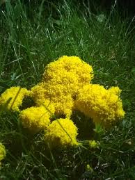 Attēlu rezultāti vaicājumam “Fuligo septica cf. rufa”