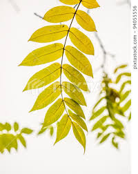 Attēlu rezultāti vaicājumam “Juglans mandshurica leaf”