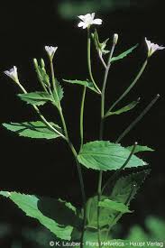 Attēlu rezultāti vaicājumam “Epilobium montanum flower”