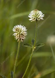 Attēlu rezultāti vaicājumam “Trifolium montanum fruit”