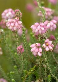 Attēlu rezultāti vaicājumam “Erica tetralix leaf”