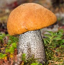 Attēlu rezultāti vaicājumam “Leccinum versipelle”