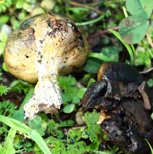 Attēlu rezultāti vaicājumam “Colloderma sp.”