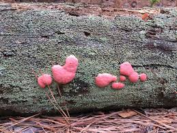 Attēlu rezultāti vaicājumam “Tubiferaceae”