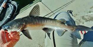 Image result for Ariopsis felis