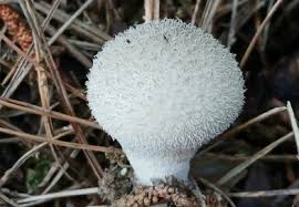 Attēlu rezultāti vaicājumam “Linum catharticum fruit”