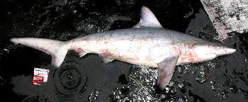 Image result for Carcharhinus