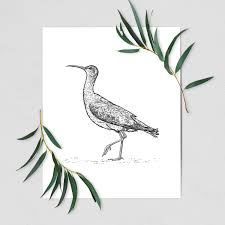 Image result for Numenius borealis