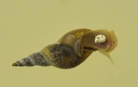 Attēlu rezultāti vaicājumam “Lymnaea stagnalis”