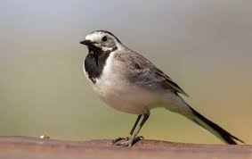 Attēlu rezultāti vaicājumam “Motacilla alba adult”
