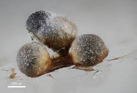 Attēlu rezultāti vaicājumam “Craterium leucocephalum var. scyphoides”