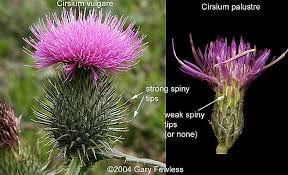 Attēlu rezultāti vaicājumam “Cirsium palustre”