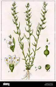 Attēlu rezultāti vaicājumam “Thesium alpinum leaf”