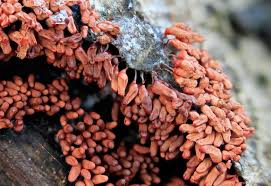 Attēlu rezultāti vaicājumam “Arcyria affinis macro”