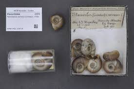 Attēlu rezultāti vaicājumam “Planorbidae”