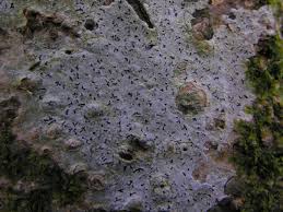 Attēlu rezultāti vaicājumam “Phaeographis dendritica”